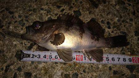 メバルプラッキング