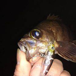 連日メバルプラッキング