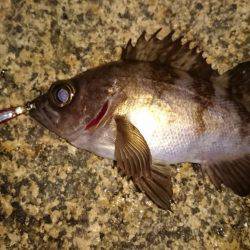 メバルプラッキング