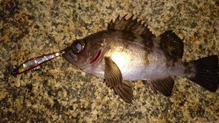 メバルプラッキング