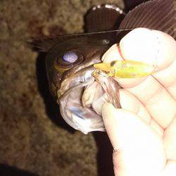 メバルプラッキング