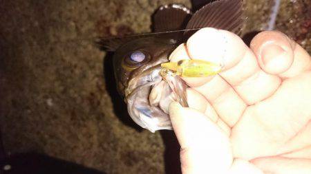 メバルプラッキング