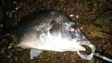 淀川キビレ始まりました！