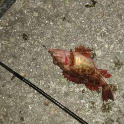 連日のメバリング