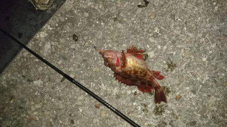 連日のメバリング