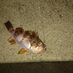 霧の中のメバリング