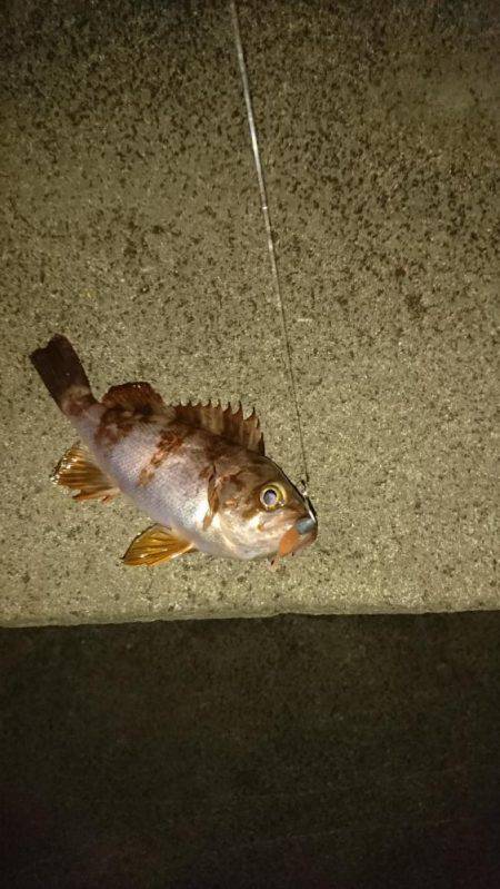 霧の中のメバリング