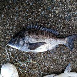 乗っ込み真っ最中！！