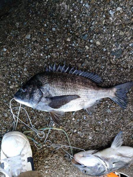 乗っ込み真っ最中！！