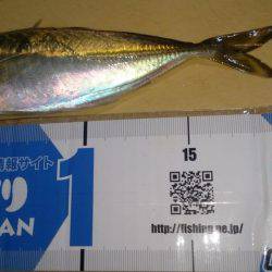 爆風で釣りにくい