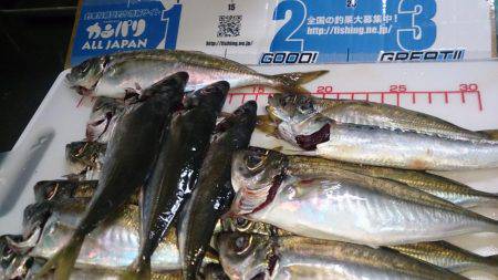 群れ小さいのかな