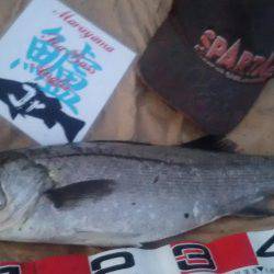 兵庫県円山川河口！！朝マズメ！