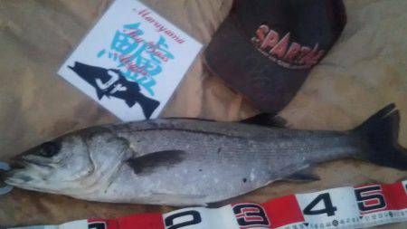 兵庫県円山川河口！！朝マズメ！