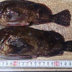 モンスター級出現!?