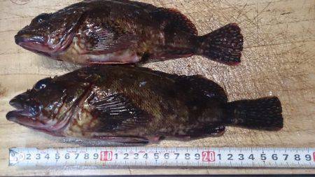 モンスター級出現!?