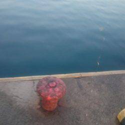 えさなしサビキ