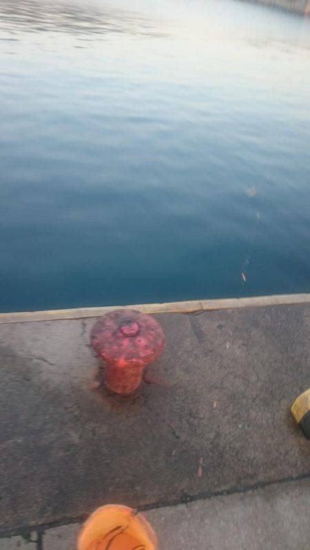 えさなしサビキ