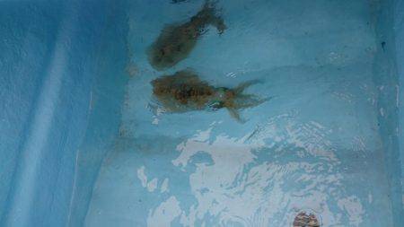 初めてのボートエギング