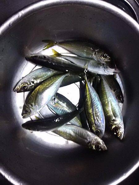 とっとパークで小アジと中羽(マイワシ)