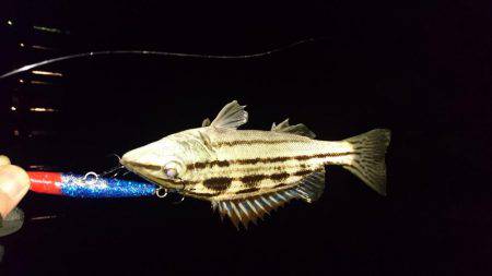 春のシーズンイン