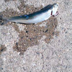 ♪ウキのダンシング♪