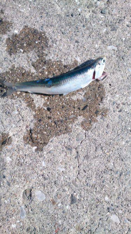 ♪ウキのダンシング♪