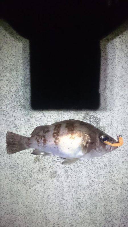 サーフオモロイ。