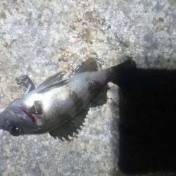 トラブルシューティング