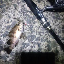 ヤッパ潮かな。