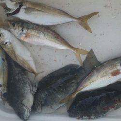 ファミリーフィッシング