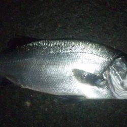 ナイトフィッシング