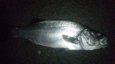 ナイトフィッシング