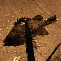 アジング釣行記