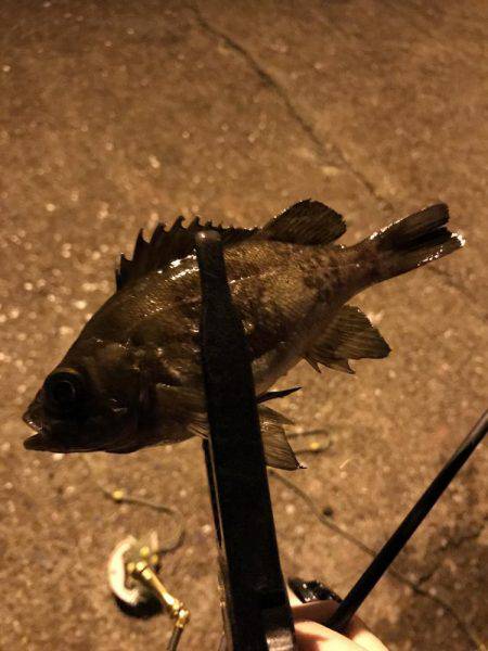 アジング釣行記