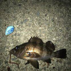 プレミアムフライデーメバリング