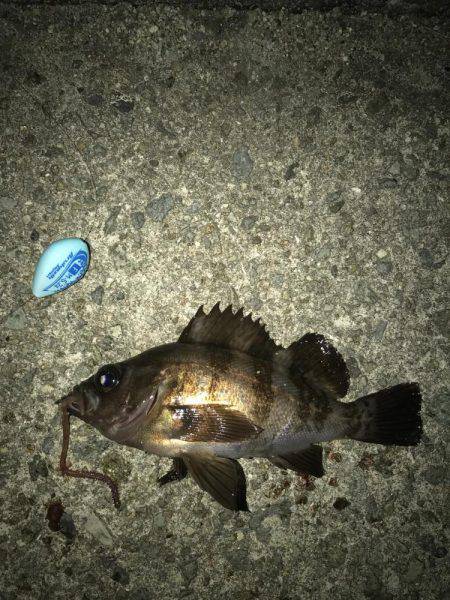 プレミアムフライデーメバリング