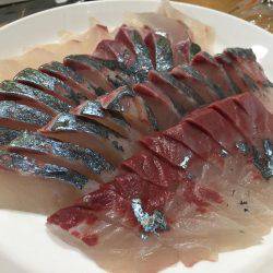 シマアジ祭りーーーー