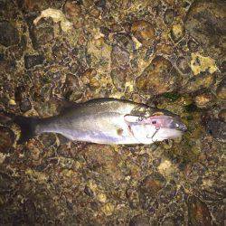 メバルを釣りたくて！