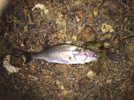 メバルを釣りたくて！