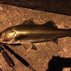 ようやくシーバス