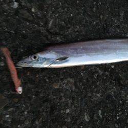 夕まずめパトロール