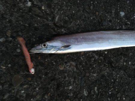 夕まずめパトロール