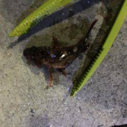 ロックフィッシュはいいね