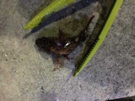 ロックフィッシュはいいね