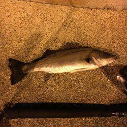 シーバス やっと釣れたよ