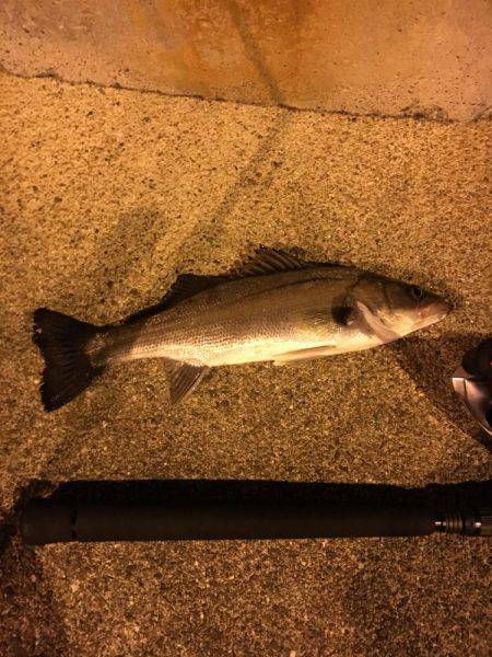 シーバス やっと釣れたよ