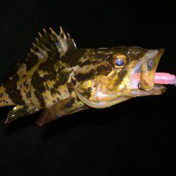 メバルとガッシー