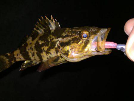 メバルとガッシー