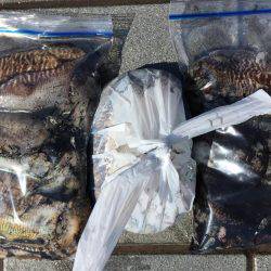 癒しのコウイカちゃん