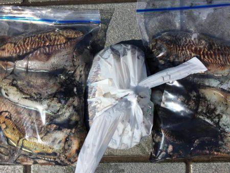 癒しのコウイカちゃん